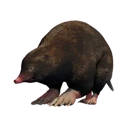 Mole