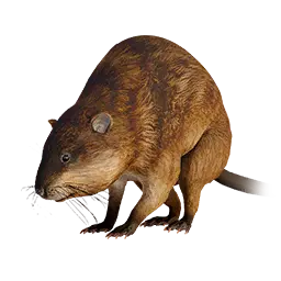Muskrat