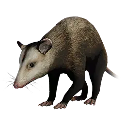 Opossum