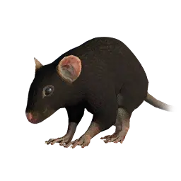 Rat