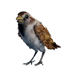 Sparrow