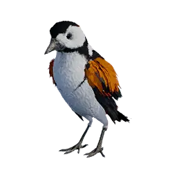 Three-Toed Woodpecker