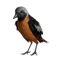 White-winged Redstart