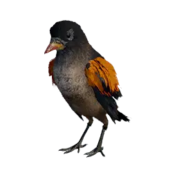 Yellow-Billed Oxpecker