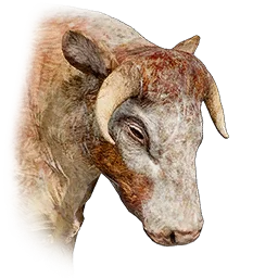 Female White-striped Longhorn