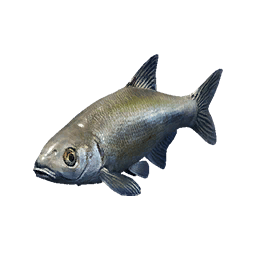 Small Blackbrow Bleak fish icon from Crimson Desert