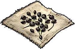 Leek Seeds