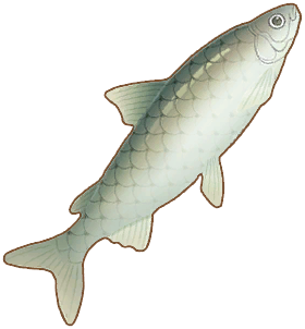 Whitefish