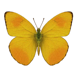 Orange-Barred Sulphur butterfly icon from Crimson Desert