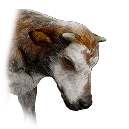 Young White-Striped Longhorn