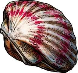 Closed Scallop Shell
