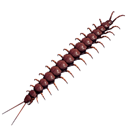 Centipede insect icon from Crimson Desert