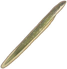 Electric Eel