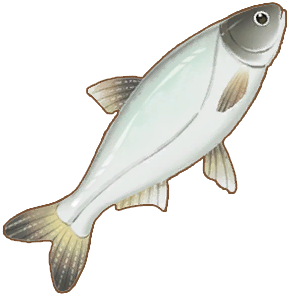 Silver Carp
