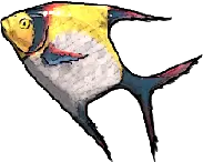 Moon Angelfish