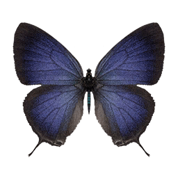 White Streaked butterfly icon from Crimson Desert