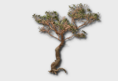 Pine Tree outdoor furniture item in inZOI