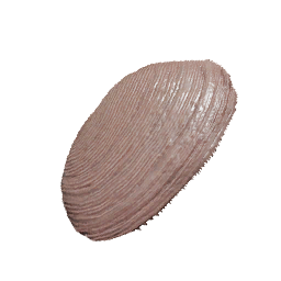 Freshwater Clam aquatic creature icon from Crimson Desert