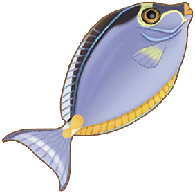 Orangespine Unicornfish
