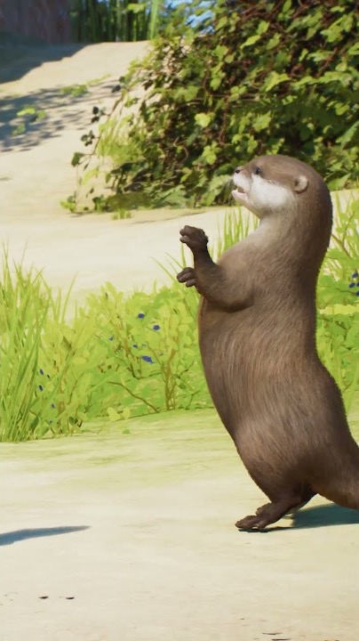 An Asian small-clawed otter standing upright on a sandy path beside grass and shrubs