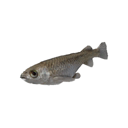 Ricefish fish icon from Crimson Desert