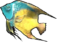 Queen Angelfish