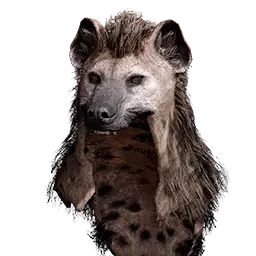 Hyena Helm