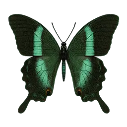 Banded Peacock Butterfly