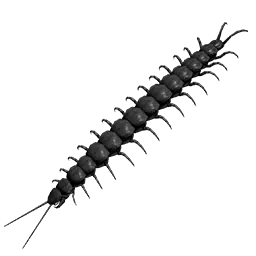 Black Centipede