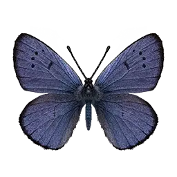 Blue Lycaenid Butterfly