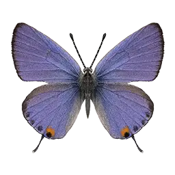 Blue Tailed Butterfly