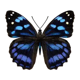 Bluewing Butterfly