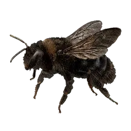 Bumblebee