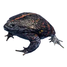 Burrowing Toad