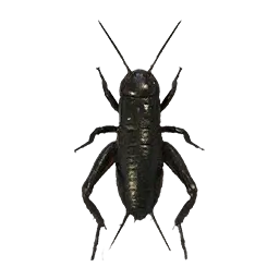 Camel Cricket