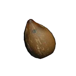 Chaya Seed