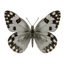 Checkered White Butterfly