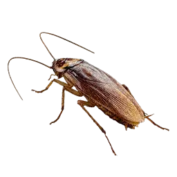 Cockroach