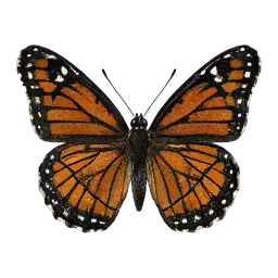 Commander Butterfly