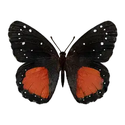 Crimson Patch Butterfly