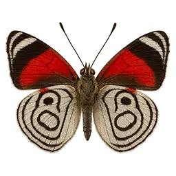 Eighty-eight Butterfly