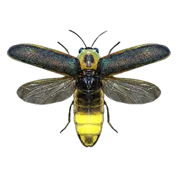 Firefly