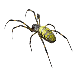 Golden Silk Spider