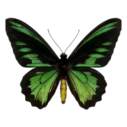 Green Birdwing Butterfly
