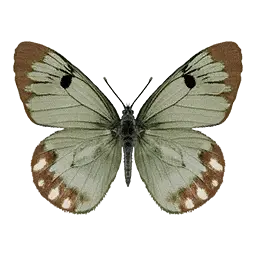 Green Sulphur Butterfly