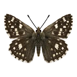 Grizzled Skipper Butterfly