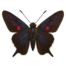 Guava Skipper Butterfly