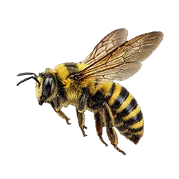 Honeybee