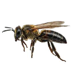 Hornet
