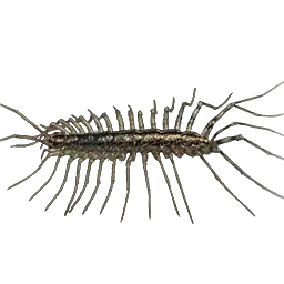 House Centipede